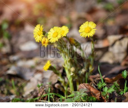 Tussilago Farfara Medicinal Plant, The First Flowers Of The Early Spring