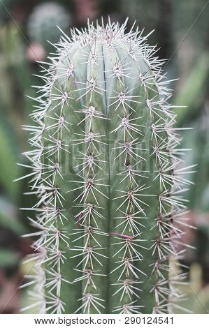 Vertical Photo Of Carnegia Cactus Growing Outdoors. Cacti With White Spines