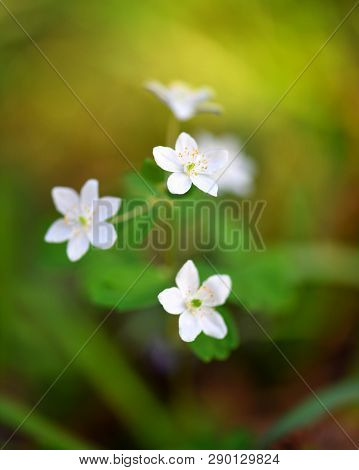Spring Flower Close-up. Isopyrum Thalictroides. Sunny Day