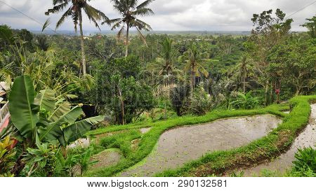 Tegalalang Rice Terraces In Ubud, Bali. Tegalalang Rice Terrace Is One Of The Famous Tourist Objects
