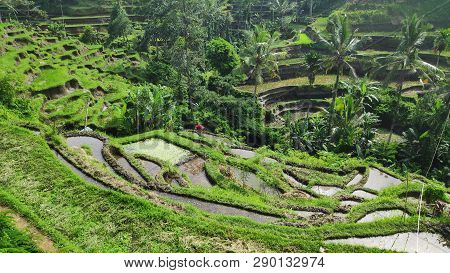 Tegalalang Rice Terraces In Ubud, Bali. Tegalalang Rice Terrace Is One Of The Famous Tourist Objects