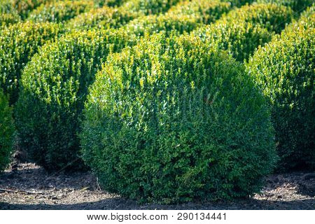Evergreen Buxus Or Box Wood Nursery In Netherlands, Plantation Of Healthy Big Round Box Tree Balls I