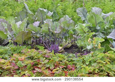 Brussel Sprouts With Strawberry Leaves At Summer Natural