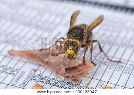 Big Wasp Gnaws A Bone With Meat Animal