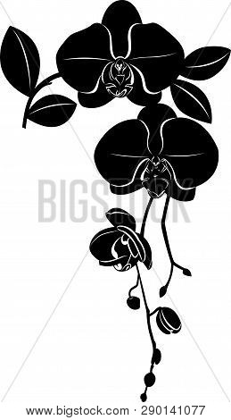 Orchids Flowers It Is Isolated Vector On A White Background
