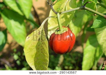Fresh Red Bulgarian Pepper On The Branch Harvest