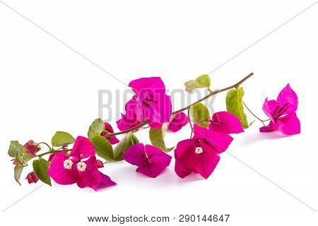 Bougainvillea  Flowers Isolated On A White Background