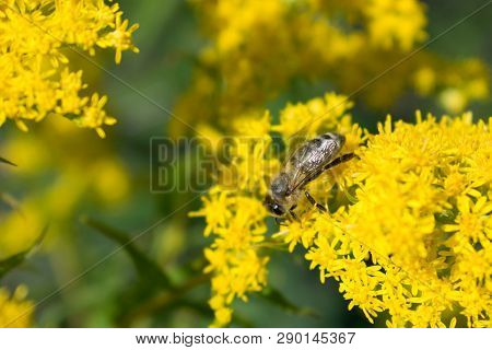 Big Bee On Yellow Flower Sunny Insect Natural