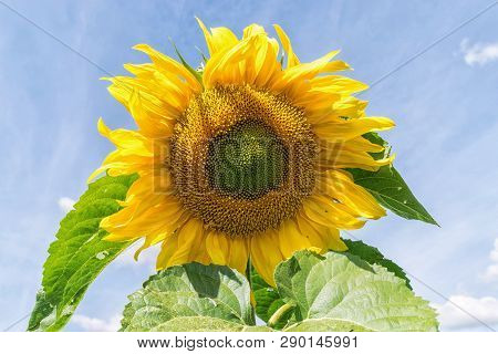 Closeup Sunflower With Clear Sky At Summer