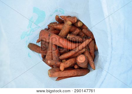 Fresh Dirty Carrots In White Bag Ripe Harvest