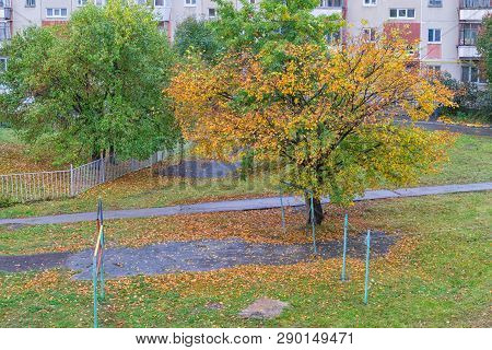 Alone Colorful Tree At Autumn In The City