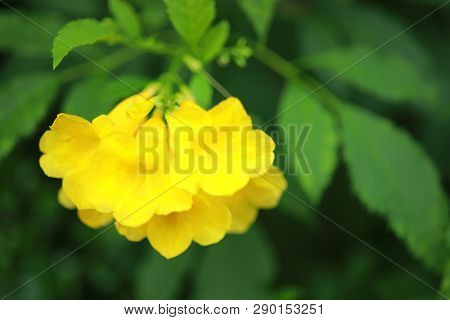Allamanda Yellow Allamanda With Many Layers Petals, Oleander Allamanda, Bush Allamanda. Scientific N
