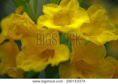 Allamanda Yellow Allamanda With Many Layers Petals, Oleander Allamanda, Bush Allamanda. Scientific N