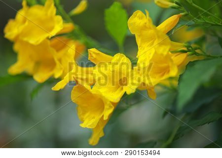 Allamanda Yellow Allamanda With Many Layers Petals, Oleander Allamanda, Bush Allamanda. Scientific N