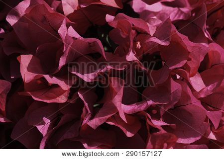 Primavera Flower Pink Leaf Petals Frame (bougainvillea)
