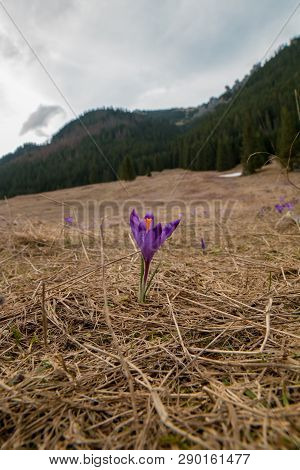 Violet Crocuses That Blooms In The Meadow And Mountains In Background.