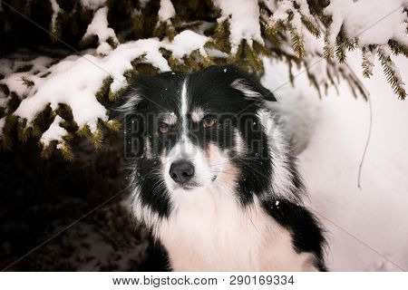 Portrait Of Tricolor Border Collie. He Is Sitting Under The Pine.