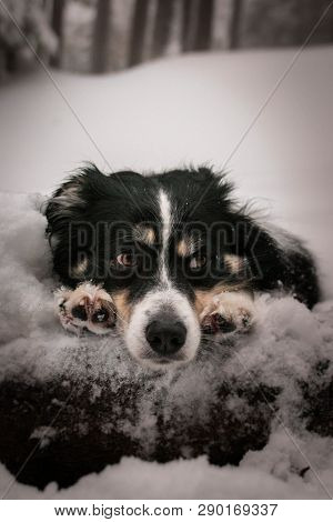 Portrait Of Tricolor Border Collie. He Lies On The Trunk