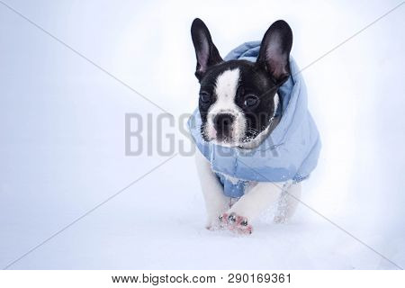 Small French Bulldog Is Running In The Snow
