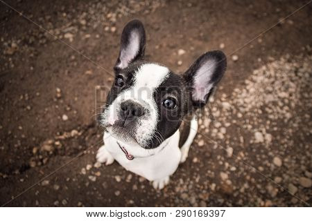 Portrait Of French Bull Dog. He Is Sitting On The Loam