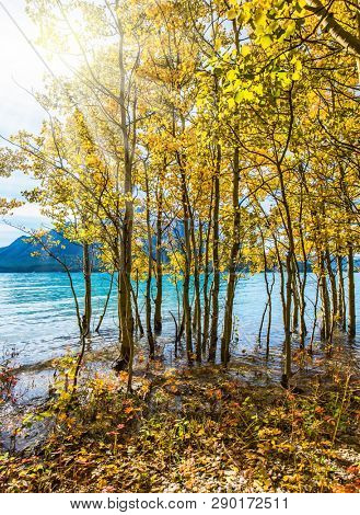 On coast of the lake autumn multi-color woods. Warm September in the mountains of Canada. Exquisite Reservoir Abraham Lake with turquoise water. Concept of ecological and active tourism