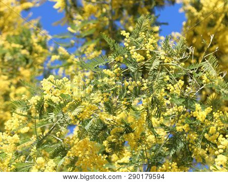 Yellow Flowers Called Mimosa Of Acacia Tree Also Called Wattles Symbol Of The Women In Italy