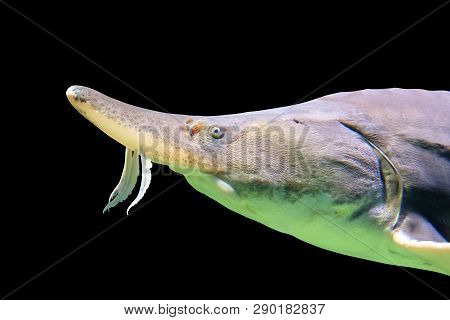 Beluga Fish (huso Huso), Macro Photo, Isolated On Black Background.