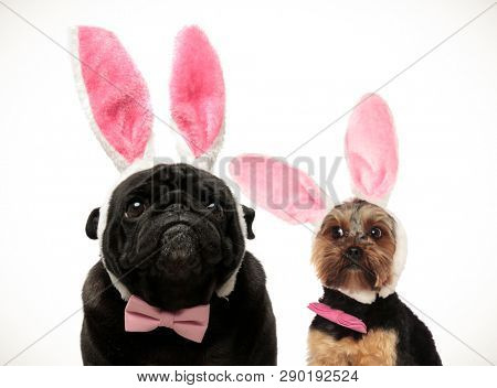 two funny looking dogs wearing easter bunny ears on white abckground