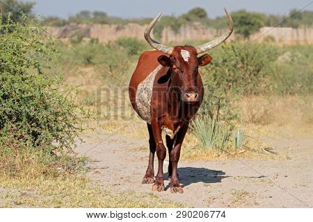 Sanga bull - indigenous cattle breed of northern Namibia, southern Africa