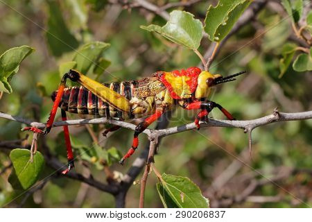Poisonous milkweed locust (Phymateus spp.) on a plant, South Africa