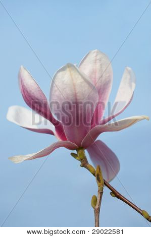 Fiore di Magnolia contro il cielo blu