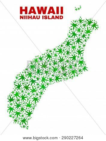 Vector Marijuana Niihau Island Map Collage. Concept With Green Weed Leaves For Marijuana Legalize Ca