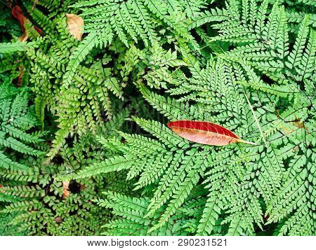 Fern Leaves Totally Covering The Ground With Tapering Orange Leaf On Them