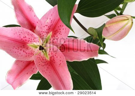 Lys roses sur blanc