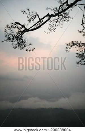 Natural Branches In The Foggy Sky To The Natural World.