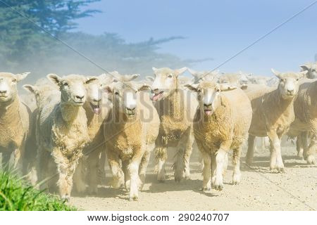 Through Dust And Haze Kicked Up By Flock Of Sheep Being Moved Along Country Road.