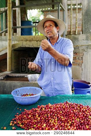 QUINDIO, COLOMBIA, 16 AUGUST, 2018 : Tourists taking part at a guided coffee tour in Quindio, Colombia, South America