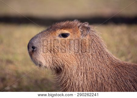 Close Up Photo Of Capybara, Hydrochoerus Hydrochaeris, The Largest Rodent
