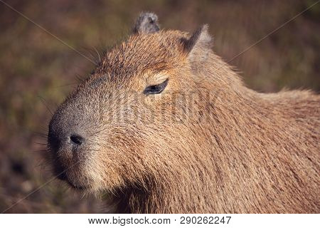 Close Up Photo Of Capybara, Hydrochoerus Hydrochaeris, The Largest Rodent