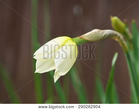 White And Yellow Narcissus Daffodil Flower Outdoors In Spring. Close-up