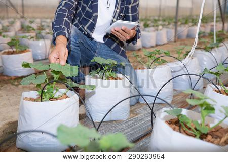 Agriculture Technology Farmer Man Using Tablet Computer Analysis Data. The Agronomist Examining The 