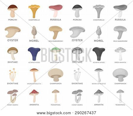 Poisonous And Edible Mushroom Cartoon, Mono Icons In Set Collection For Design. Different Types Of M