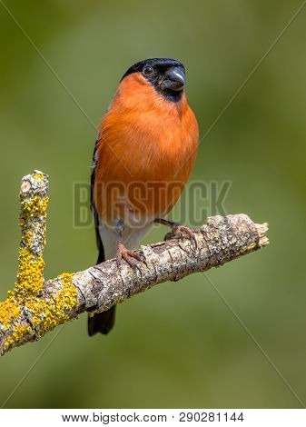 Eurasian Bullfinch (pyrrhula Pyrrhula) Perched On Branch With Green Background
