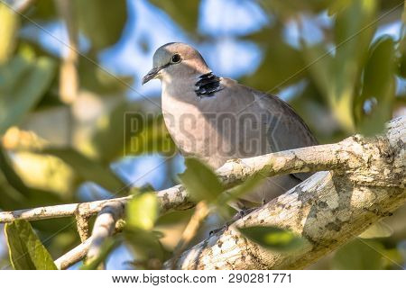 Cape Turtle Dove (streptopelia Capicola) Bird Perched On Branch In Tree With Bright Background