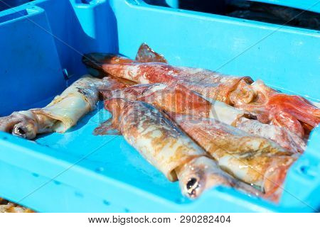 Container With Catch Squids Sea Delicacies, Blanes