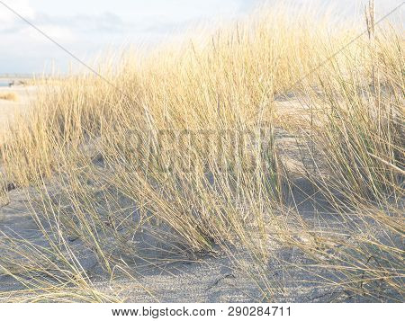 European Beach With Dune Grass On A Sunny Winter Day