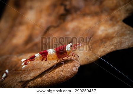Crystal Red Shrimp Bee On Oak Leaf Aquarium Pets Water World