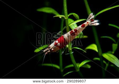 Nice Crystal Red Shrimp Dark Background Aquarium Pets Hobby Freshwater