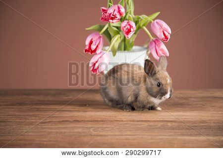 Easter rabbits. Colorful buckets