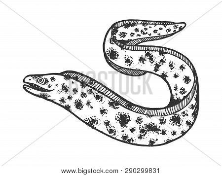 Muraena Sea Animal Sketch Engraving Vector Illustration. Scratch Board Style Imitation. Black And Wh
